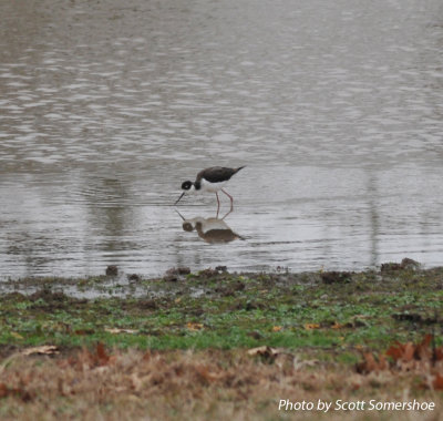 Black-necked Stilt, Robertson Co., TN, 9 Dec 13