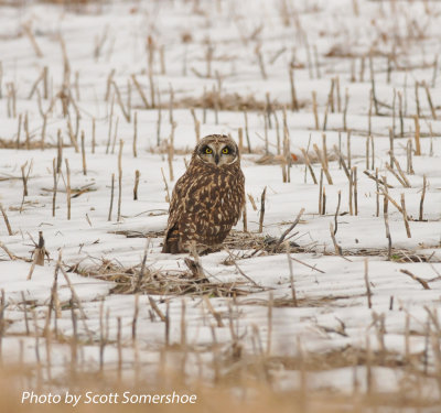 Short-eared Owl, Old Hwy 79, Lake Co., TN 13 Dec 13