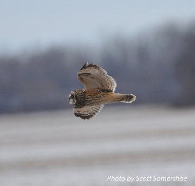 Short-eared Owl, Old Hwy 79, Lake Co., TN 13 Dec 13