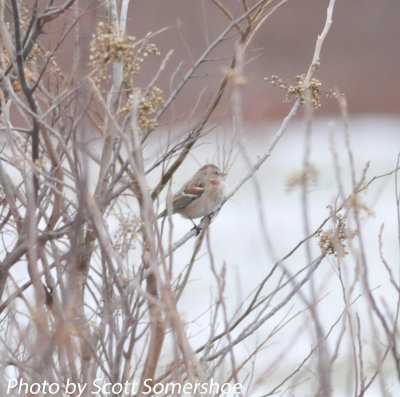 American Tree Sparrow, #7 of the day, Phillippy Unit, Black Bayou Refuge, Lake Co., TN, 14 Dec 13