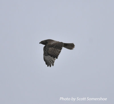Immature Harlan's Red-tailed Hawk, Phillippy Unit, Black Bayou Refuge, Lake Co., TN, 14 Dec 13