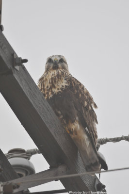 Rough-legged Hawk, adult female, light morph, Hwy 78 and Hwy 213, Lake Co., TN, 14 Dec 13