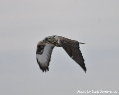 Rough-legged Hawk, adult female, light morph, Hwy 78 and Hwy 213, Lake Co., TN, 13 Dec 13