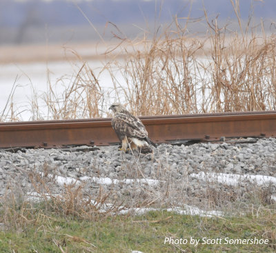 Rough-legged Hawk, adult female, light morph, Hwy 78 and Hwy 213, Lake Co., TN, 13 Dec 13