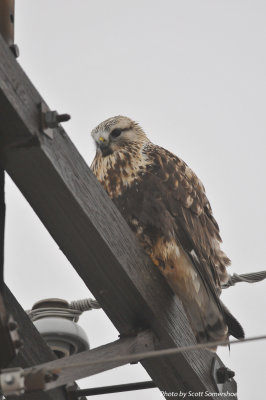 Rough-legged Hawk, adult female, light morph, Hwy 78 and Hwy 213, Lake Co., TN, 14 Dec 13