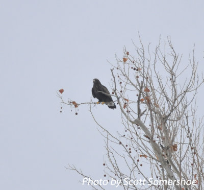 Rough-legged Hawk, adult dark morph, north of Phillippy, Lake Co., TN, 14 Dec 13