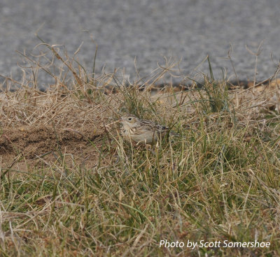 Sprague's Pipit, Panola Co., MS, 23 Jan 14