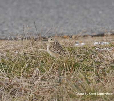 Sprague's Pipit, Panola Co., MS, 23 Jan 14