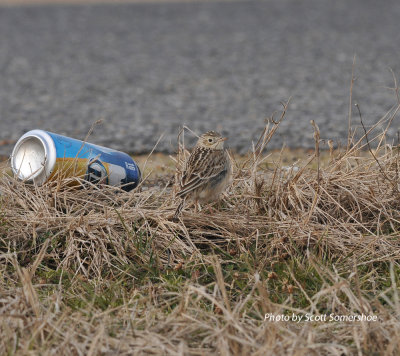 Sprague's Pipit, Panola Co., MS, 23 Jan 14