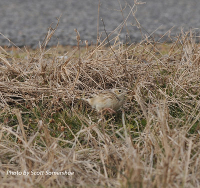 Sprague's Pipit, Panola Co., MS, 23 Jan 14