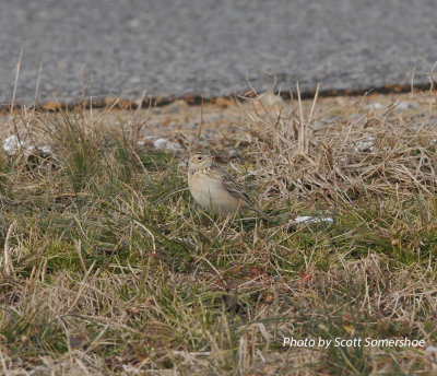 Sprague's Pipit, Panola Co., MS, 23 Jan 14