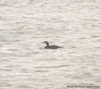 Pacific Loon, Seven Points rec area, 10 Feb 14