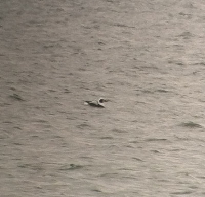 Long-tailed Duck, Cook Rec Area, 10 Feb 14
