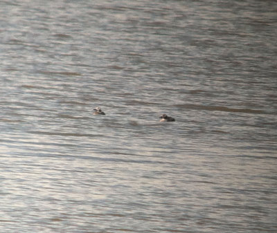 Pair Long-tailed Ducks, Percy Priest WMA, Field Trial area, 11 Feb 14