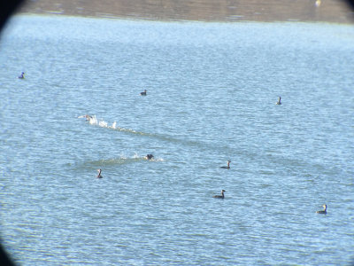 Red-necked Grebes, Sugar Hollow Rd, Boone L.