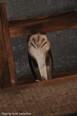 Barn Owl, J. Bible Refuge, Greene Co., TN 19 Mar 14