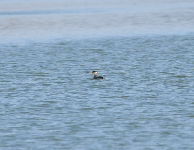 Red-necked Grebe, Cordell Hull, Jackson Co. TN 21 Mar 14