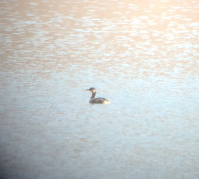 Red-necked Grebe, Nickajack Dam, Marion Co., TN, 26 Mar 14