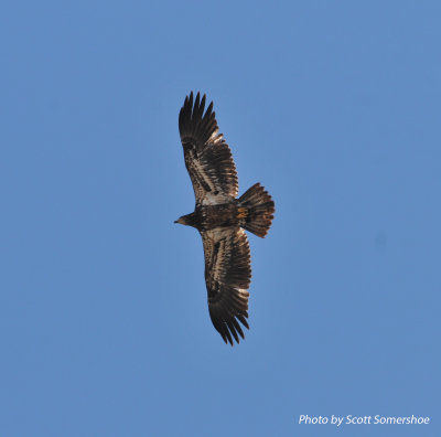 Bald Eagle, Rocky Mountain Arsenal NWR, 6 Apr 14