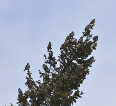 Bohemian Waxwings, just north of Nederland, CO, 5 Apr 14