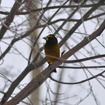 Evening Grosbeak, Ward, CO, 5 Apr 14