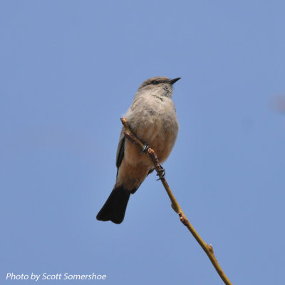 Say's Phoebe, Littleton Co., 5 Apr 14