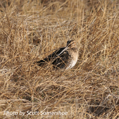 Wilson's Snipe, Weld Co., 4 Apr 14