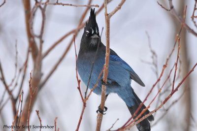 Stellar's Jay, Rocky Mtn NP, Bear Lake, 5 Apr 14