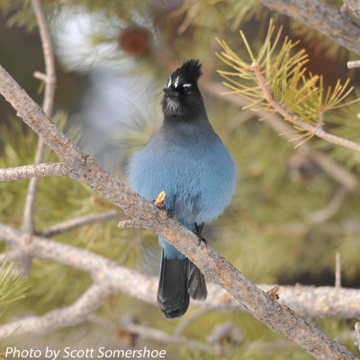 Stellar's Jay, Rocky Mtn NP, Bear Lake, 5 Apr 14