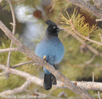 Stellar's Jay, Rocky Mtn NP, Bear Lake, 5 Apr 14