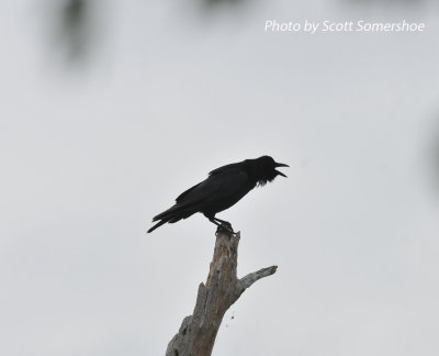 Fish Crow, Little Elder Island, 3 June 14