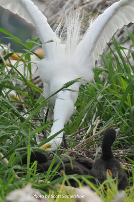 Great Egret attacking DCCO young, Little Elder Island, 3 June 14