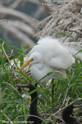 Great Egret, Little Elder Island, 3 June 14