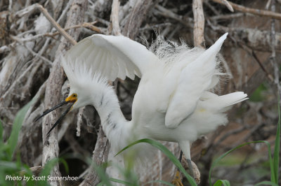 Snowy Egret, Little Elder Island, 3 June 14