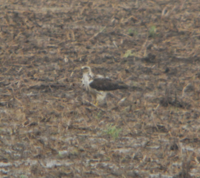 Kriders Hawk - immature, Ensley, 1 May 2011