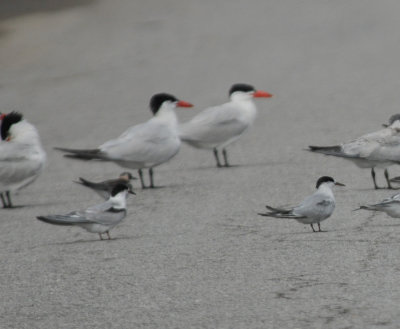 Common terns,  7 Sept 2011, Old Hickory L, Davidson Co. TN