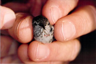 Anna's Hummingbird, banded 6 Jan 1995, Nashville TN (photo. Bob Sargent)