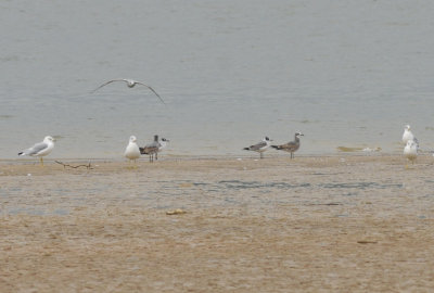 Franklin's Gull (2) and Laughing Gull (2), Dutch Bottoms, Cocke Co. TN, 10 Oct 14 