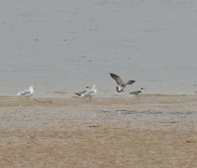 Franklin's Gull (2) and Laughing Gull (1, landing), Dutch Bottoms, Cocke Co. TN, 10 Oct 14 