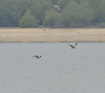 Franklin's Gull (left) and Laughing Gull (right), Dutch Bottoms, Cocke Co. TN, 10 Oct 14 