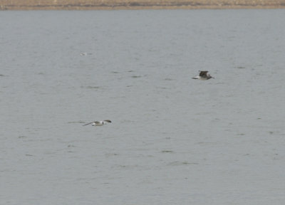 Franklin's Gull (left) and juvenile Laughing Gull (right blurry bird), Dutch Bottoms, Cocke Co. TN, 10 Oct 14 