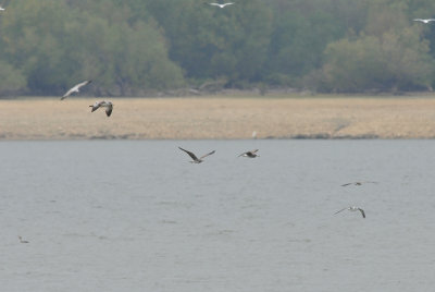 Franklin's Gull (1, bottom right) and Laughing Gull (2, center), Dutch Bottoms, Cocke Co. TN, 10 Oct 14 