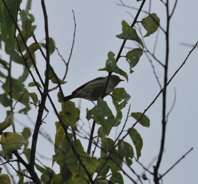 Cape May Warbler, Dutch Bottoms, Cocke Co. TN, 10 Oct 14 