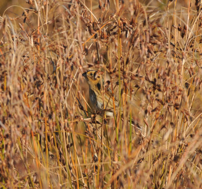 Nelson's Sparrow, Public Beach/Pier, 16 Oct 14