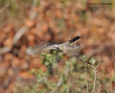Western Kingbird, Ft. Gaines, 16 Oct 14