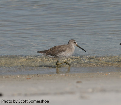 Short-billed Dowitcher, Dauphin Island, AL, 17 Oct 2014