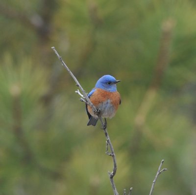 Western Bluebird, Genesee Park, Jeff Co., 7 Apr 15