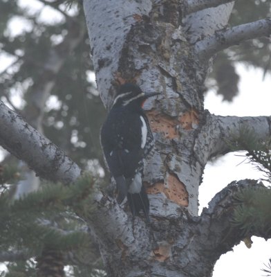 Williamson's Sapsucker, male, Genesee Park, Jeff Co., 7 Apr 15