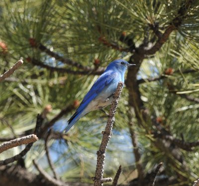 Mountain Bluebird, Elk Meadow Park, Evergreen, CO, 21 Mar 15