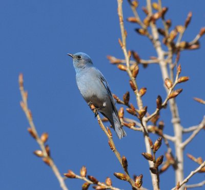 Mountain Bluebird, White Ranch Open Space park, Golden, CO, 21 Mar 15